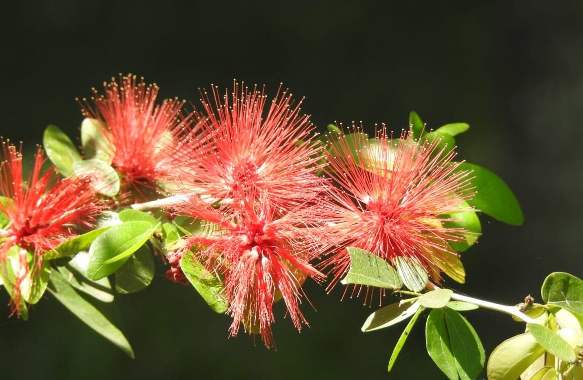 Perkebunan Madukele Bali