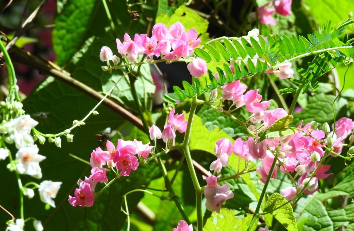 Perkebunan Madukele Bali