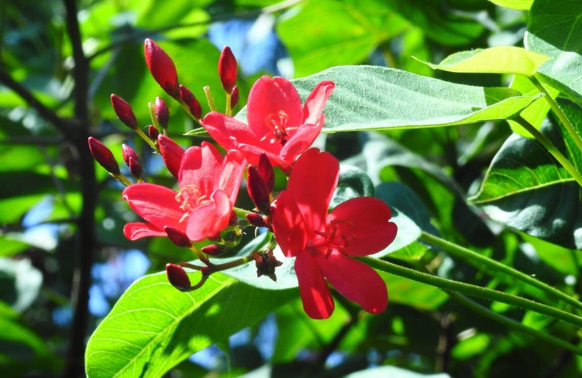 Perkebunan Madukele Bali